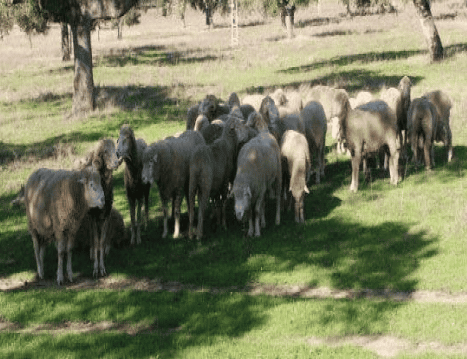 sheep-in-park_-1096115183 1